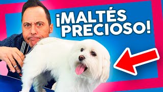 Cómo CORTAR EL PELO del trasero de un BICHÓN MALTÉS a tijera  PELUQUERÍA CANINA [upl. by Alby]