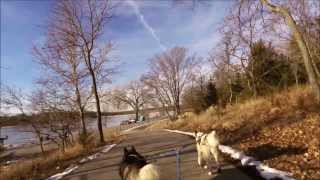 Urban Mushing GoPro vs Garmin VIRB [upl. by Philly]