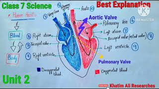 Human Heart  Human Heart in pashto  human heart complete detail [upl. by Keelia]