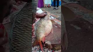 Big carp fish cutting skill😱fishcuttingskills fishcutting fish carpfishing fishing shorts [upl. by Revert]