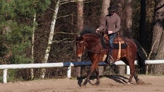 Équitation éthologique  En Selle  Pas Trot amp Galop [upl. by Francie]