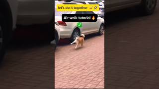 Funny Dog Air walk 😅😅😅 [upl. by Ynneg]