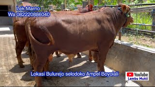 Barisan Sapi Bomber Calon 1 Ton ❗️❗️❗️lembumukti5195 Wa 082220886040 [upl. by Oznarol]