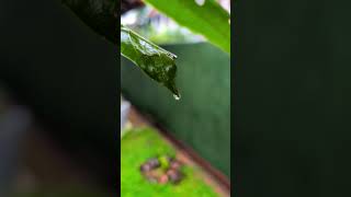 Dribbling dribbling water rain trending viralvideo fyp shorts google pixel videography [upl. by Betz]