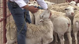 Reid Redden  Sheep amp Goat  Drenching for parasites [upl. by Llehsem]