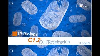 IB Bio C12 Cell Respiration HL Note ib ibbiology biology respiration [upl. by Feliza]