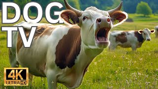 DEFEAT ANXIOUS BEHAVIOUR IN SECONDS FOR YOUR HOME ALONE DOG amp BUST BOREDOM with CALMING COWS GRAZING [upl. by Eltsyrc]