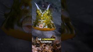 Longhorns Cowfish also known as the longhorns boxfish longhorncowfish shorts naturelovers [upl. by Chretien330]