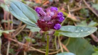 Prunella vulgaris curativa medicinal plant [upl. by Lladnew]