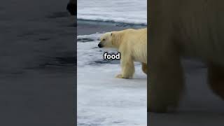 Can you come facetoface with a skilled swimmer polar bear facts polarbear scientist arctic [upl. by Paten]