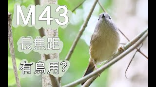 M43長焦距優勢在哪只能影鳥M43廣東話中文字幕 [upl. by Elimac]