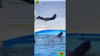 Friendship with dolphin shortvideo youtubeshorts viralvideo trending [upl. by Jacinta]