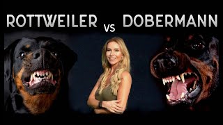 THE DOBERMAN VS THE ROTTWEILER  WHO IS FIERCEST [upl. by Yajiv658]