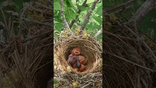 The cuckoo pushes the shrike chick but the shrike doesnt know the cuckoo杜鹃鸟在伯劳鸟眼皮底下推雏鸟，伯劳鸟就认不出来吗？ [upl. by Adnoved488]