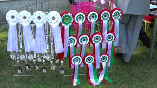 Kutyammal Vadászom Hound  Hungarian Sighthound Club Winner 2018 [upl. by Follmer282]