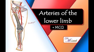 Arteries of the lower limb [upl. by Aleiram]