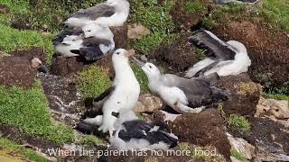 Blackbrowed albatross feeding its chick [upl. by Tunk552]