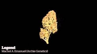 2015 World Cannabis Cup Jamaican Indoor Entries [upl. by Anihpesoj]