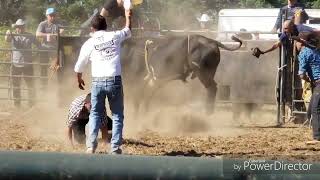 jaripeo en oregon hillsboro [upl. by Isla]