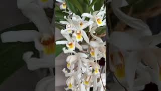 shorts Two forms of Coelogyne Unchained Melody in bloom orchids orchidcare orchid [upl. by Ilah]