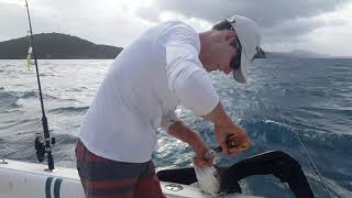 Frigate Bird Rescue St Thomas Virgin Islands [upl. by Rupert]