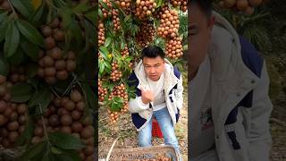 Macadamia Nuts 🥜🥜 Harvesting from Farm With Beautiful Fruit Garden 🏡 shorts youtubeshorts [upl. by Herrod744]