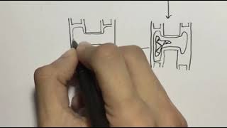 How to draw Scalariform Conjugation of spirogyra [upl. by Jasmine]