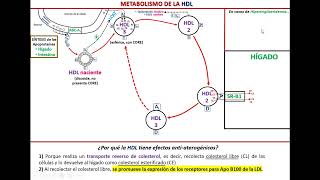 Metabolismo de la HDL [upl. by Leiria361]