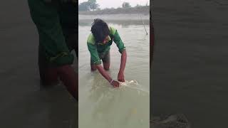 नदी में जाल द्वार मछली पकड़ने का अद्भुत वीडियो fishhunting2 fishing fish [upl. by Henn]