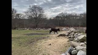 Francis Pepe and Alfie donkeying around at Bee Haven Animal Sanctuary [upl. by Ecidna]