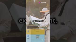 The mystery of disappearing bees youtubeshorts facts [upl. by Ahsinrev329]