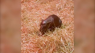 No Comment  Haggis le bébé hippopotame pygmée qui fait craquer le zoo dÉdimbourg [upl. by Osnohpla]