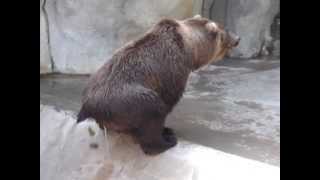 San Diego Zoo Bear Poops [upl. by Miyasawa218]