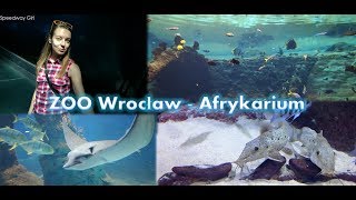 ZOO Wrocław  Afrykarium [upl. by Keg350]