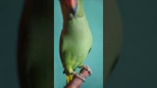 music song bollywood love newsong youtubeshorts yt viralshorts trending parrot pets sad [upl. by Merrell348]