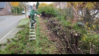 Kundenwunsch Einfach gerade Heckeschnitt mit Stihl HSA 130R Satisfying Hedgecutting [upl. by Ayotac]