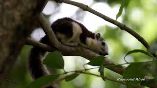 Finlaysons squirrel Callosciurus finlaysonii squeaking  Bidadari Singapore nature [upl. by Olenta]