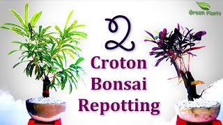 How to Grow Croton Bonsai 2 Croton Bonsai Repotting for BeginnersGREEN PLANTS [upl. by Maryanne]