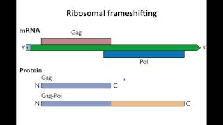 Virology 2013 Lecture 10  Translation [upl. by Anum167]