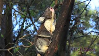 A Wild Male Koala Bellows by Christina Zdenek [upl. by Becker]