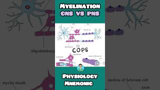 Myelin Sheath in CNS vs PNS easy mnemonics for inicet usmle neetpg firstaidusmle physiology [upl. by Letram]