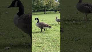 The march of the Canada geese and their friend the greylag goose Shorts [upl. by Stets798]