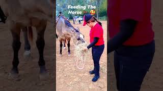 horsefeeding horse horselover clayalabama stables mountainviewstableshappy enjoy fun farm [upl. by Loar]