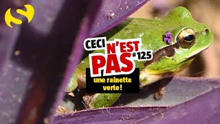 Ceci nest pas une rainette verte 125 [upl. by Mahmoud]