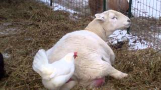 Katahdin Sheep Lambing [upl. by Nyroc207]