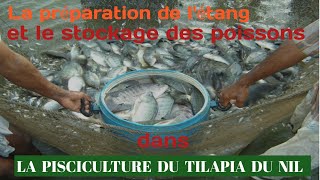 Les étapes pour réussir la pisciculture du tilapia du Nil Oreochromis Niloticus  Partie 2 [upl. by Eriam]