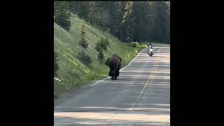 Bison walks on road in Yellowstone National Park [upl. by Acisse]