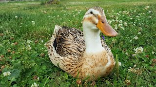 Meet Ginger my Silver Appleyard Duck [upl. by Aiyot]