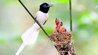 Paradise Flycatcher Call [upl. by Brandt]