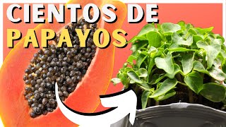 Como SEMBRAR PAPAYA en CASA 🌴 ¡Cientos de papayos [upl. by Jorgensen]